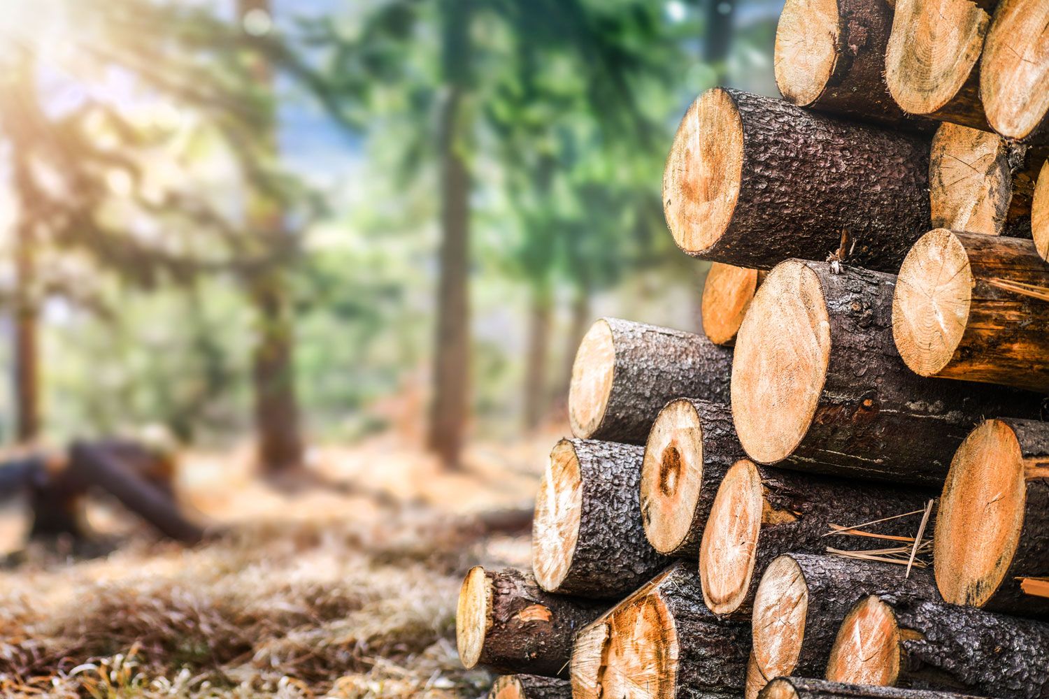 Holz